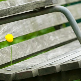 yellow poppy flower on a bench